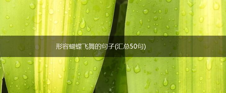 形容蝴蝶飞舞的句子(汇总50句),第1张