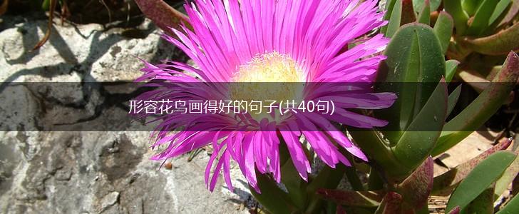 形容花鸟画得好的句子(共40句),第1张