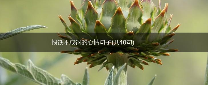 恨铁不成钢的心情句子(共40句),第1张