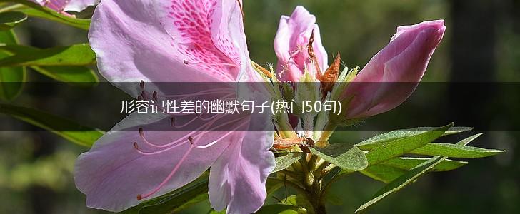 形容记性差的幽默句子(热门50句),第1张