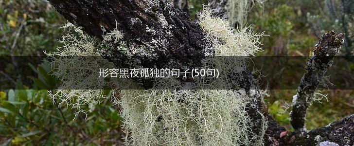 形容黑夜孤独的句子(50句),第1张