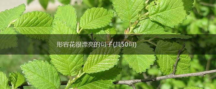 形容花很漂亮的句子(共50句),第1张