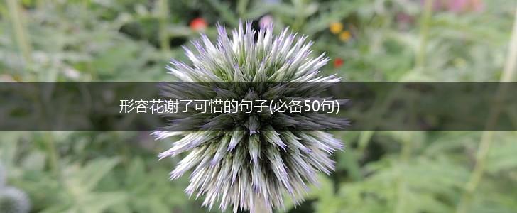形容花谢了可惜的句子(必备50句),第1张