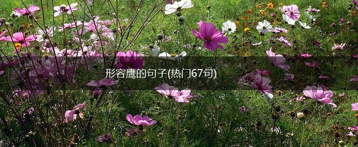 形容鹰的句子(热门67句),第1张