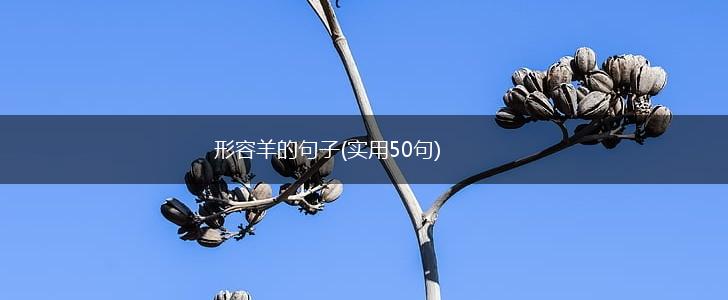 形容羊的句子(实用50句),第1张