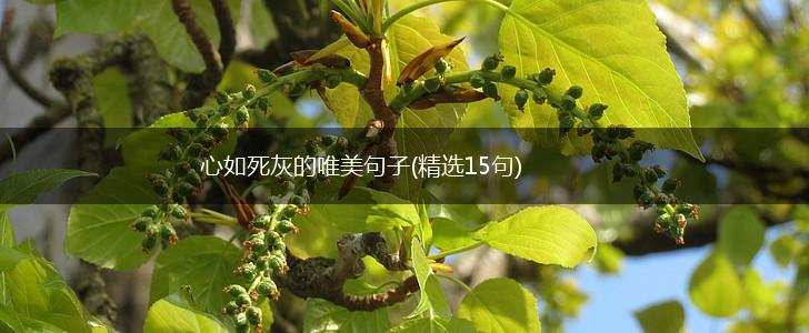 心如死灰的唯美句子(精选15句),第1张
