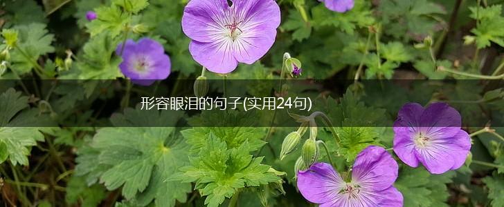形容眼泪的句子(实用24句),第1张