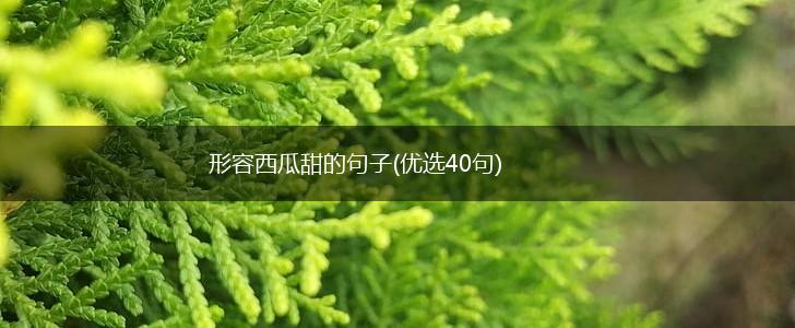 形容西瓜甜的句子(优选40句),第1张
