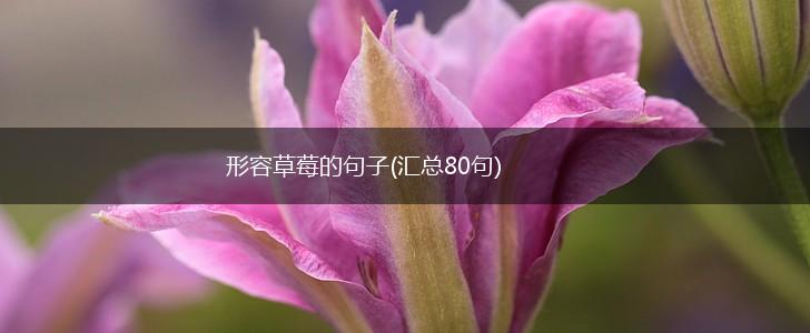 形容草莓的句子(汇总80句),第1张