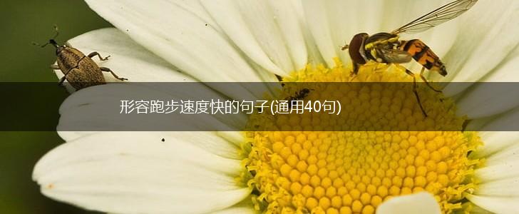形容跑步速度快的句子(通用40句),第1张