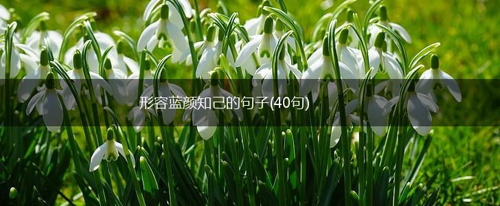 形容蓝颜知己的句子(40句),第1张