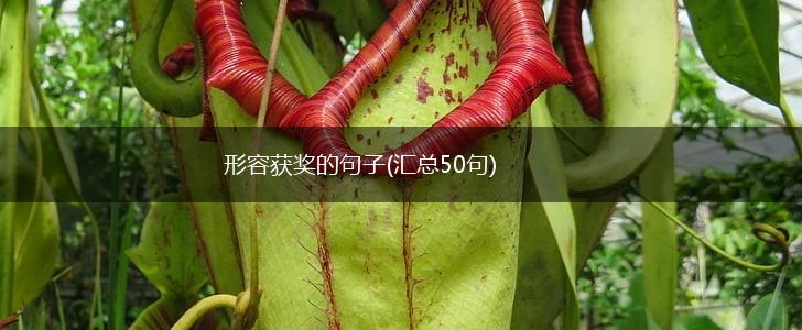 形容获奖的句子(汇总50句),第1张