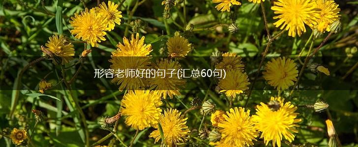 形容老师好的句子(汇总60句),第1张