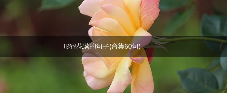 形容花落的句子(合集60句),第1张