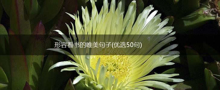 形容看书的唯美句子(优选50句),第1张