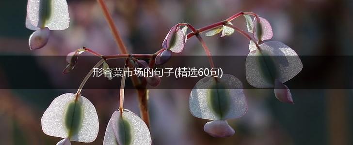 形容菜市场的句子(精选60句),第1张