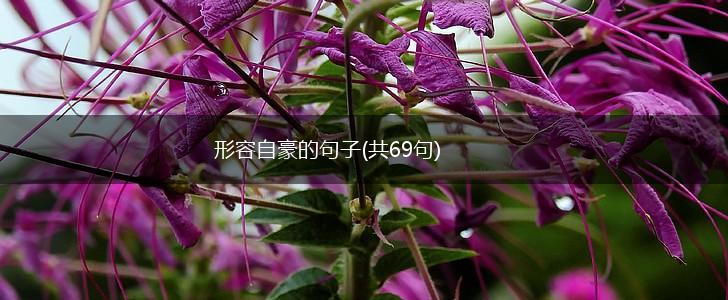 形容自豪的句子(共69句),第1张