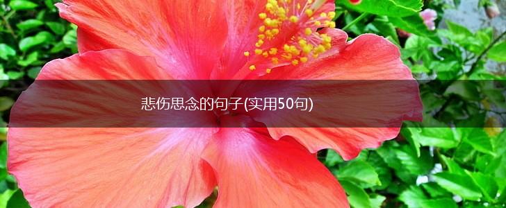 悲伤思念的句子(实用50句),第1张