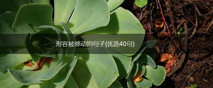 形容被感动的句子(优选40句),第1张