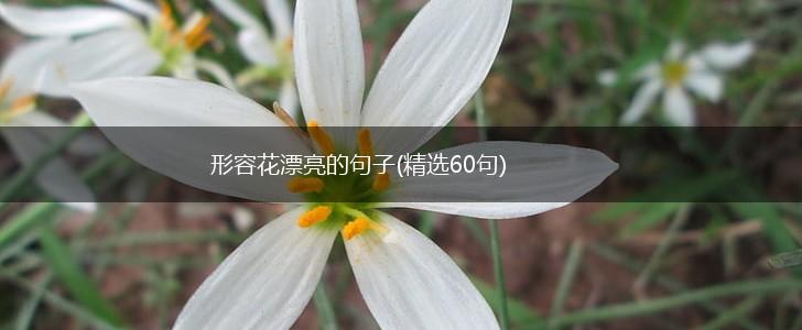 形容花漂亮的句子(精选60句),第1张