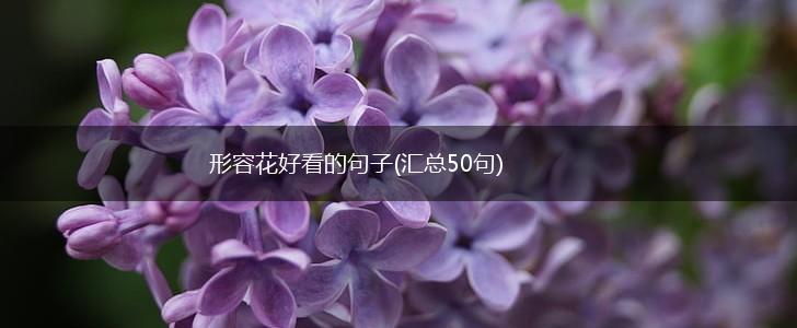 形容花好看的句子(汇总50句),第1张