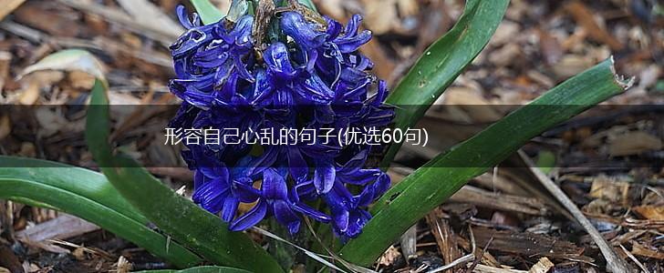形容自己心乱的句子(优选60句),第1张