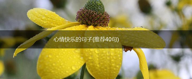 心情快乐的句子(推荐40句),第1张