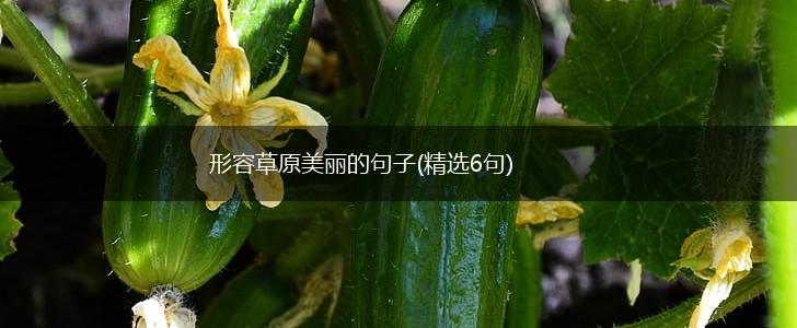 形容草原美丽的句子(精选6句),第1张