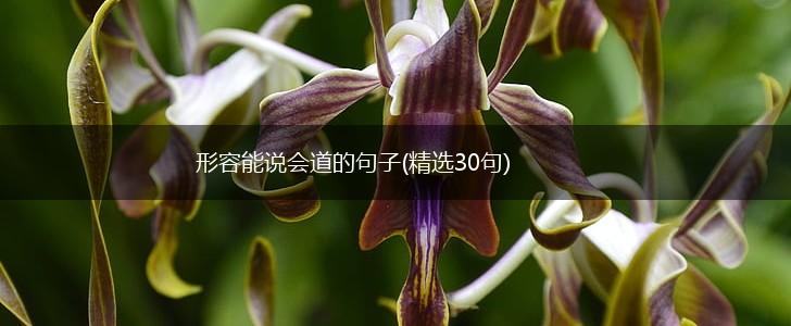 形容能说会道的句子(精选30句),第1张
