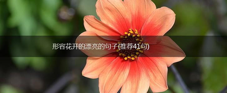 形容花开的漂亮的句子(推荐41句),第1张