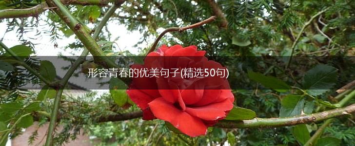 形容青春的优美句子(精选50句),第1张