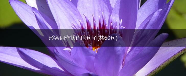 形容词作状语的句子(共60句),第1张