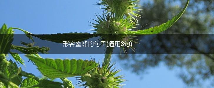 形容蜜蜂的句子(通用8句),第1张