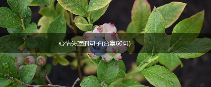 心情失望的句子(合集60句),第1张