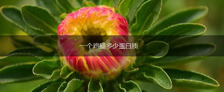 一个鸡腿多少蛋白质,第1张