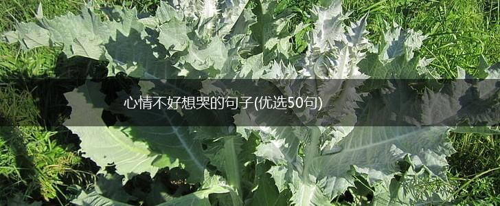 心情不好想哭的句子(优选50句),第1张