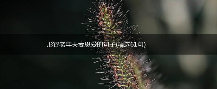 形容老年夫妻恩爱的句子(精选61句),第1张