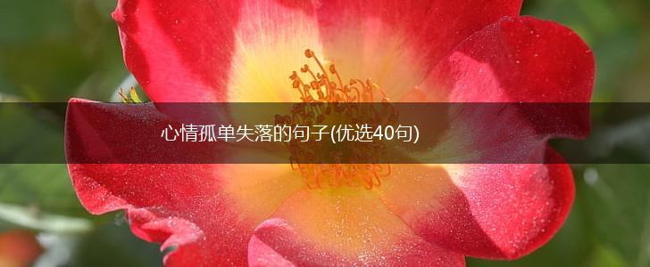心情孤单失落的句子(优选40句),第1张