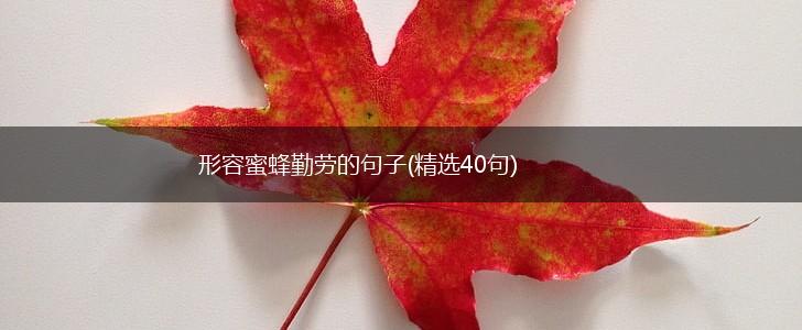 形容蜜蜂勤劳的句子(精选40句),第1张