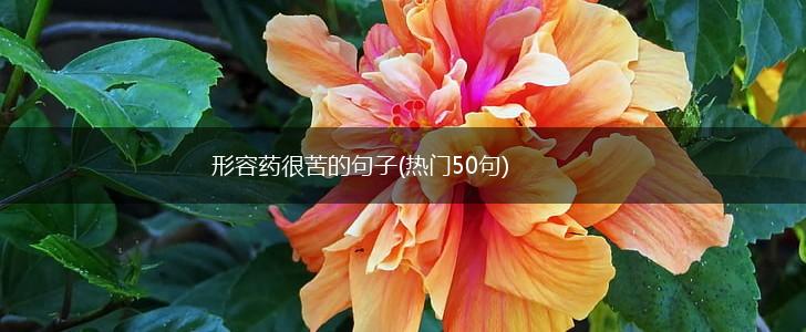 形容药很苦的句子(热门50句),第1张