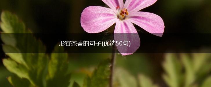 形容茶香的句子(优选50句),第1张