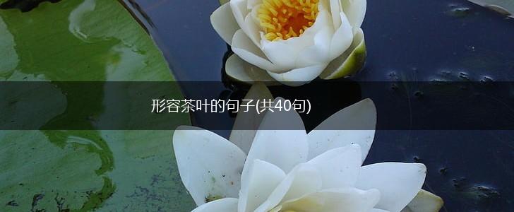形容茶叶的句子(共40句),第1张