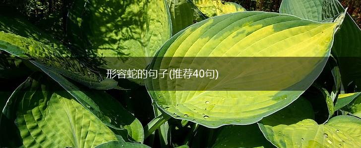 形容蛇的句子(推荐40句),第1张