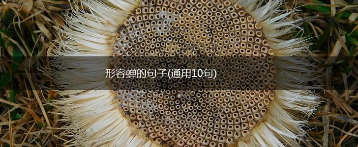 形容蝉的句子(通用10句),第1张