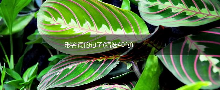 形容词的句子(精选40句),第1张