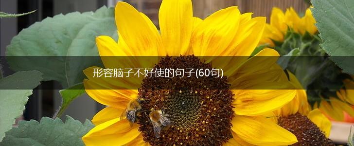 形容脑子不好使的句子(60句),第1张