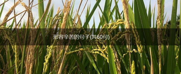 形容辛苦的句子(共60句),第1张