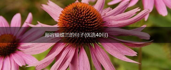 形容蝴蝶兰的句子(优选40句),第1张