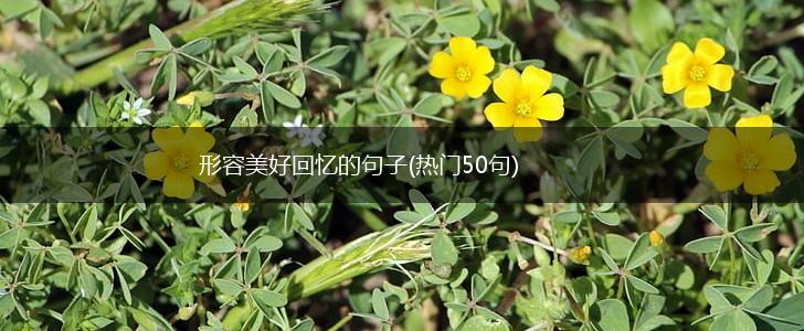 形容美好回忆的句子(热门50句),第1张