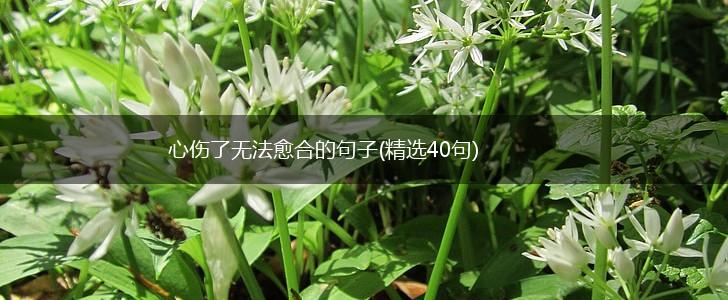 心伤了无法愈合的句子(精选40句),第1张